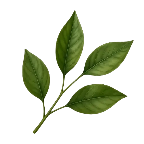 Decorative herbal leaf